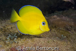 A young "Blue" tang surgeonfish (Acanthurus coeruleus) al... by Athila Bertoncini 